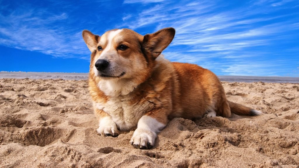 a corgi dog